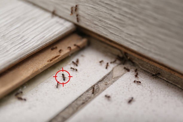 Professional Pest Control in Terrebonne, OR