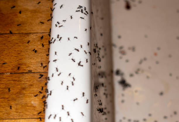 Best Mosquito Control Services  in Terrebonne, OR
